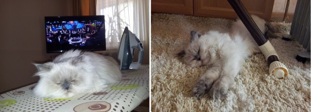 А как спит ваш кот?
