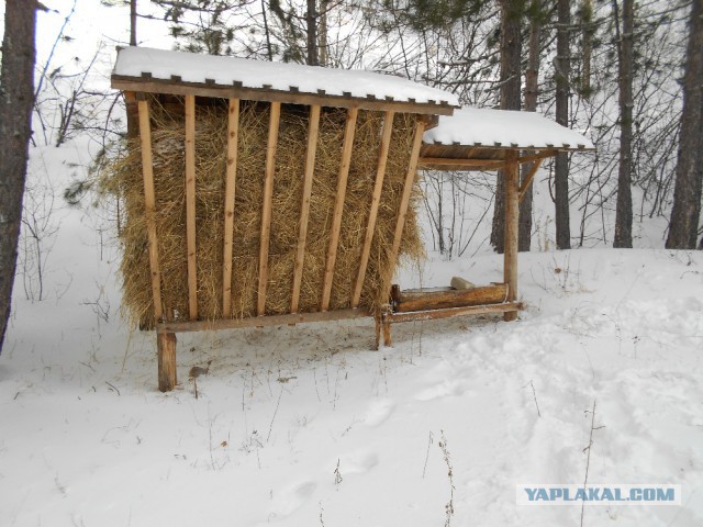 И в Крыму бывает снег