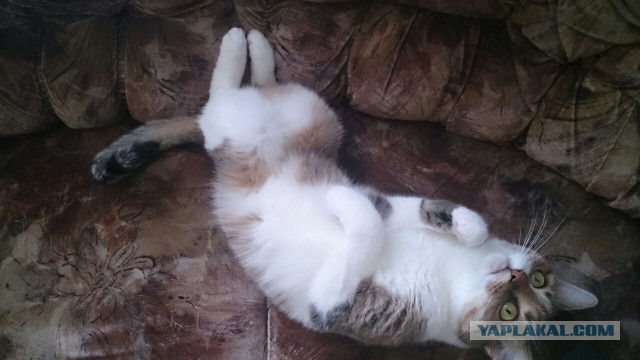 Мимимишности пост