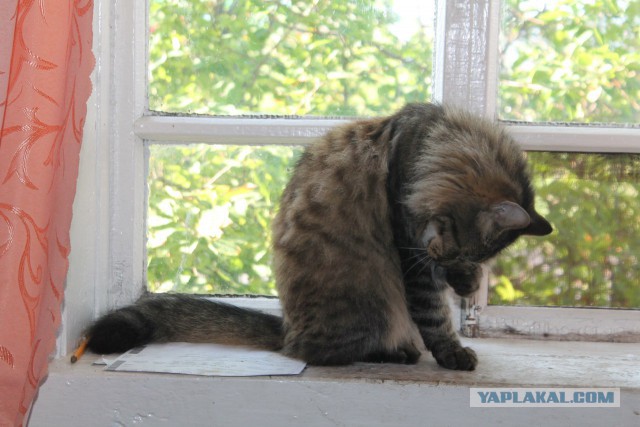 Котовторник 19.07.2016