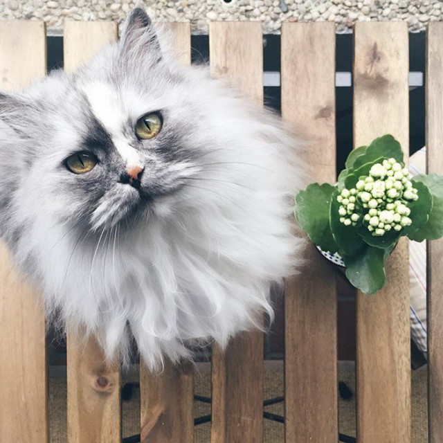 Невероятная кошка Алиса с шерсткой цвета мрамора