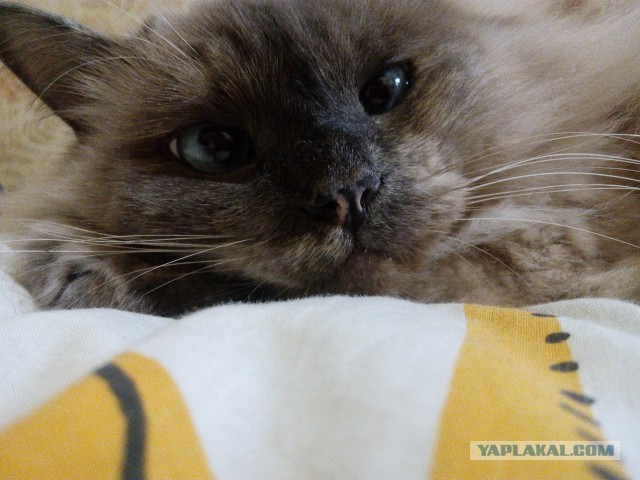 Котовторник 15.11.2016