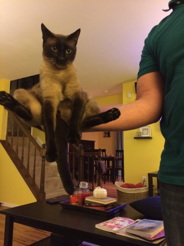 Коты и Кошки