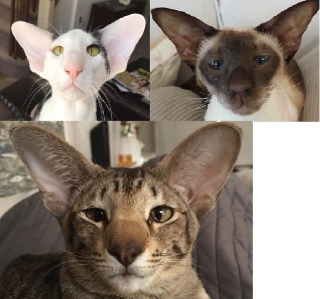 Котовторник 2.05.2017