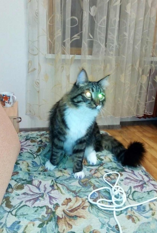 Котовторник 16.05.2017