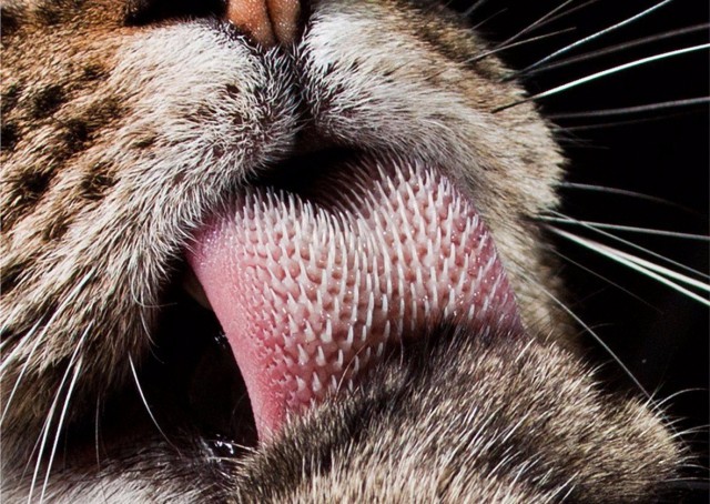 Коты и Кошки
