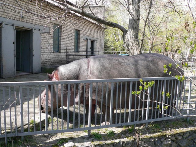 Живность из сети