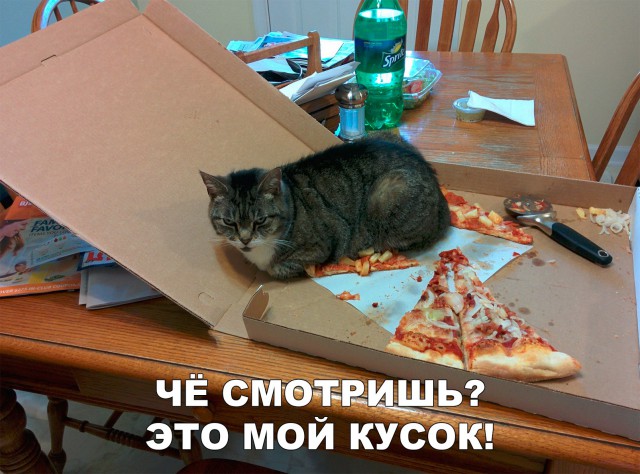Коты и Кошки