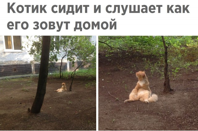 Коты и Кошки