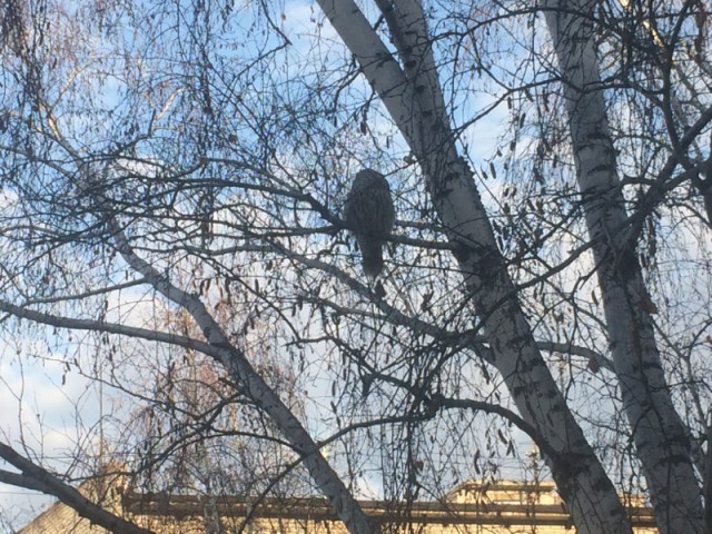 Они всё-таки прислали сову.