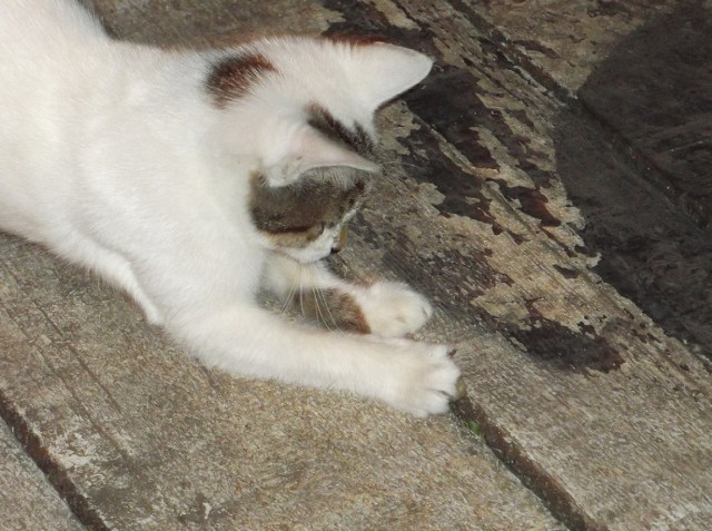 Котовторник 07.11.2017