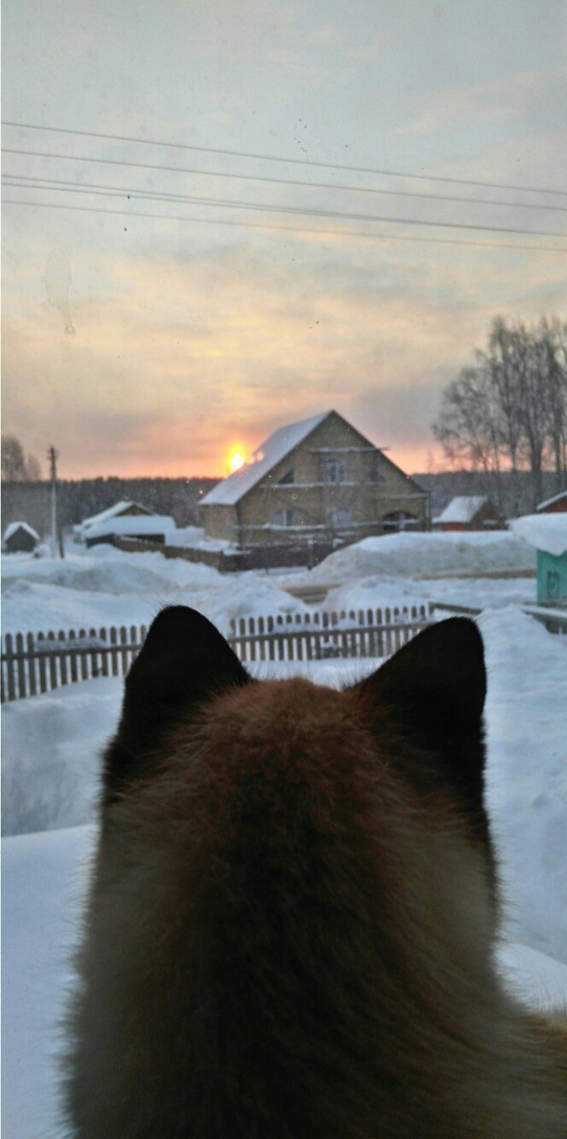 Прикольных котов пост