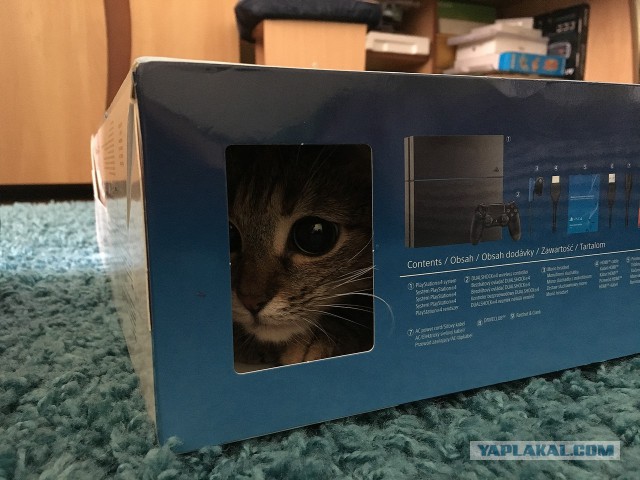 Котовторник 20.02.18
