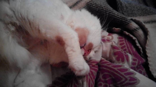 Котовторник 13.03.2018