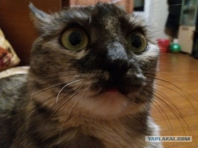 Котовторник на вторник, Котовторник