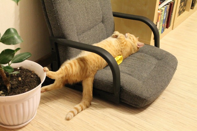 Коты застигнутые врасплох