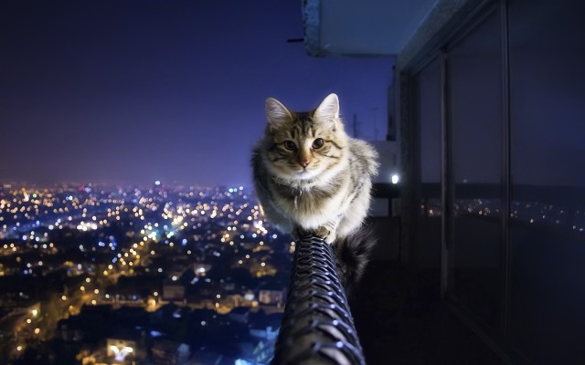 Прикольных котов пост
