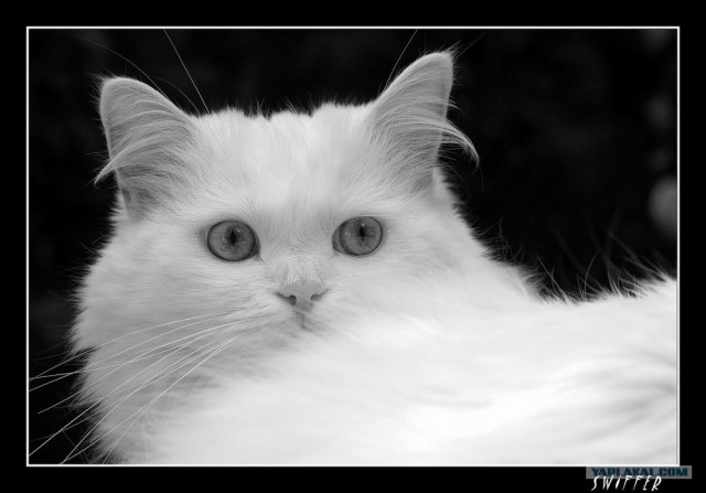Котовторник на ЯПлакалъ! От числа 09.09.08