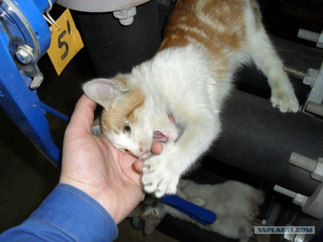 В рамках "Котовторника" (35 фот)