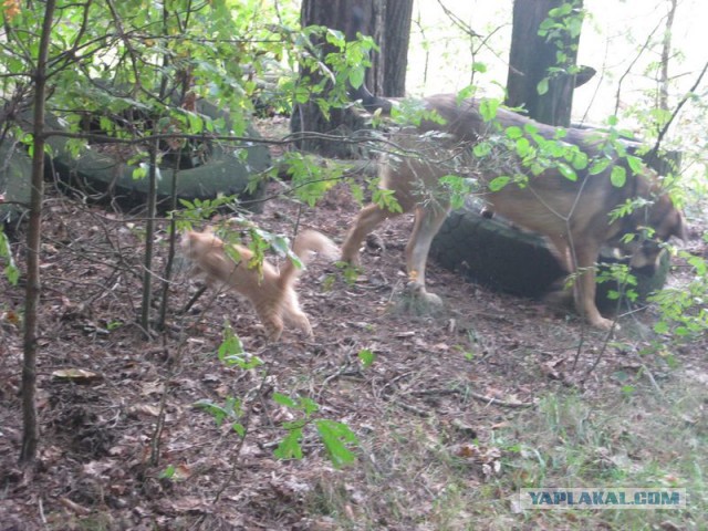 Жизнь домашнего приюта для котеек 233