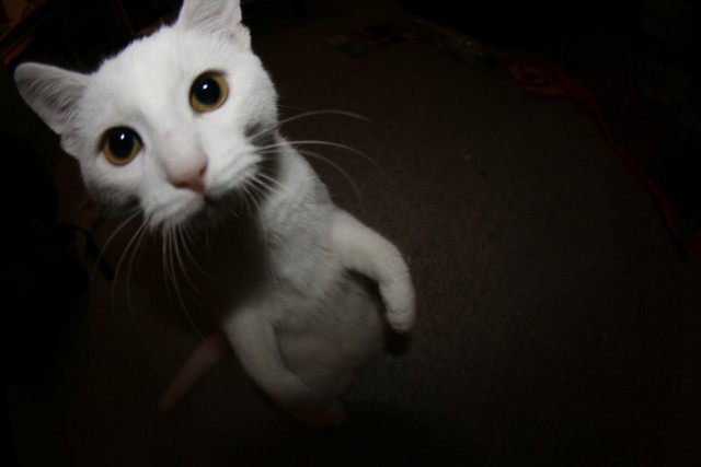 Котовторник на 6 июля
