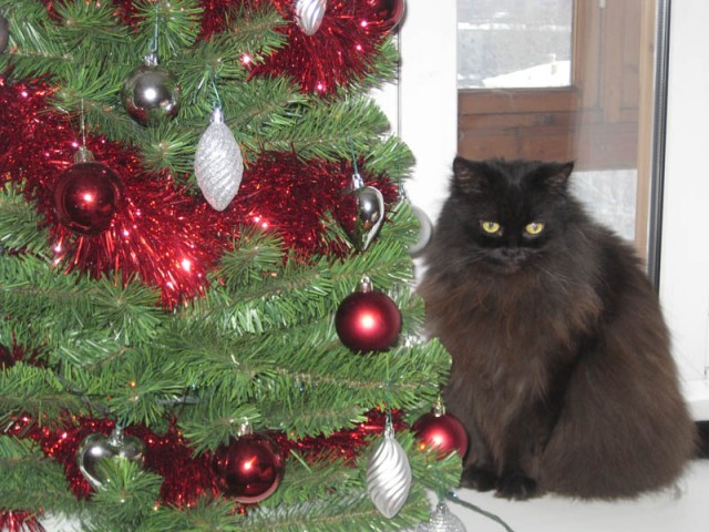 Котовторник 4.01.2011 - первый котовторник года