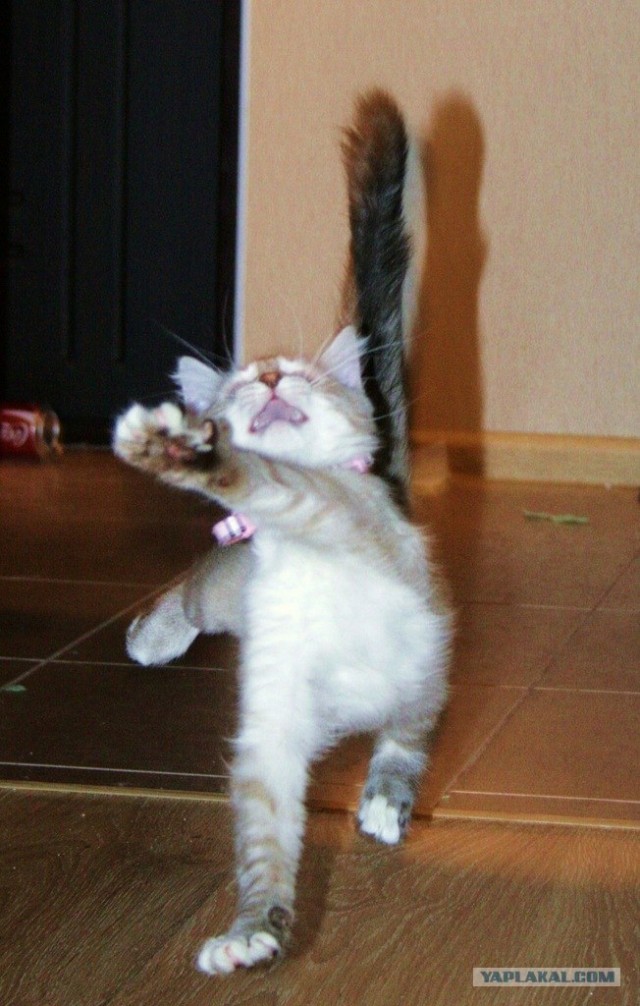 Котовторник 06.12.2011