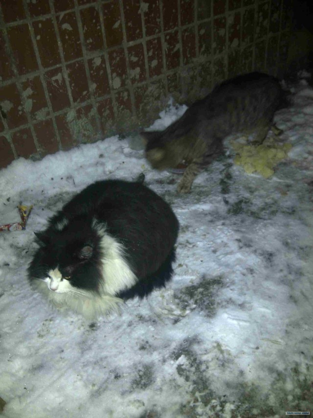 Котовторник (24. 01. 2012 )