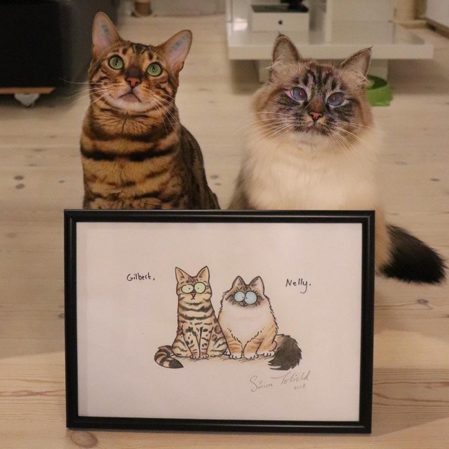 Прикольных котов пост
