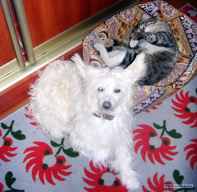 Котовторник (28.02.2012)
