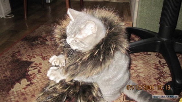 Котовторник 10.04.2012