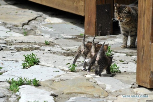 Котовторник 07.08.2012