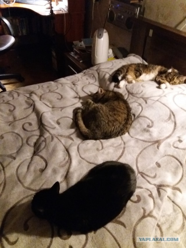 Трехцветное счастье