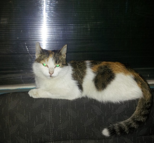 Fail - "Котовторник"