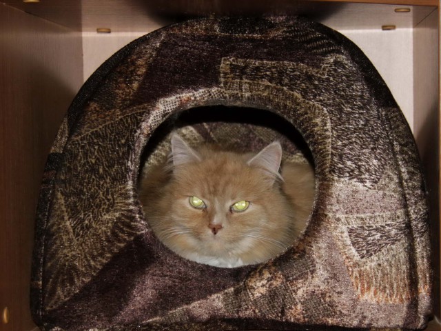 Котовторник 18.06.2019