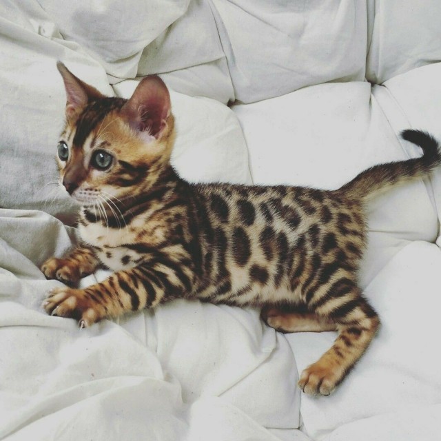 Забавные фото котеек