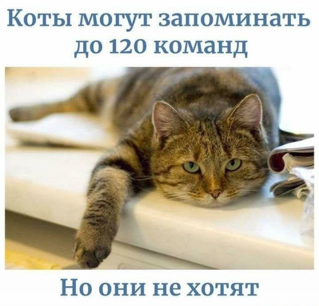 Лечим воскресное похмелье дубиной деградации