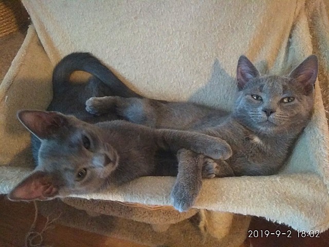 Забавные фото котеек