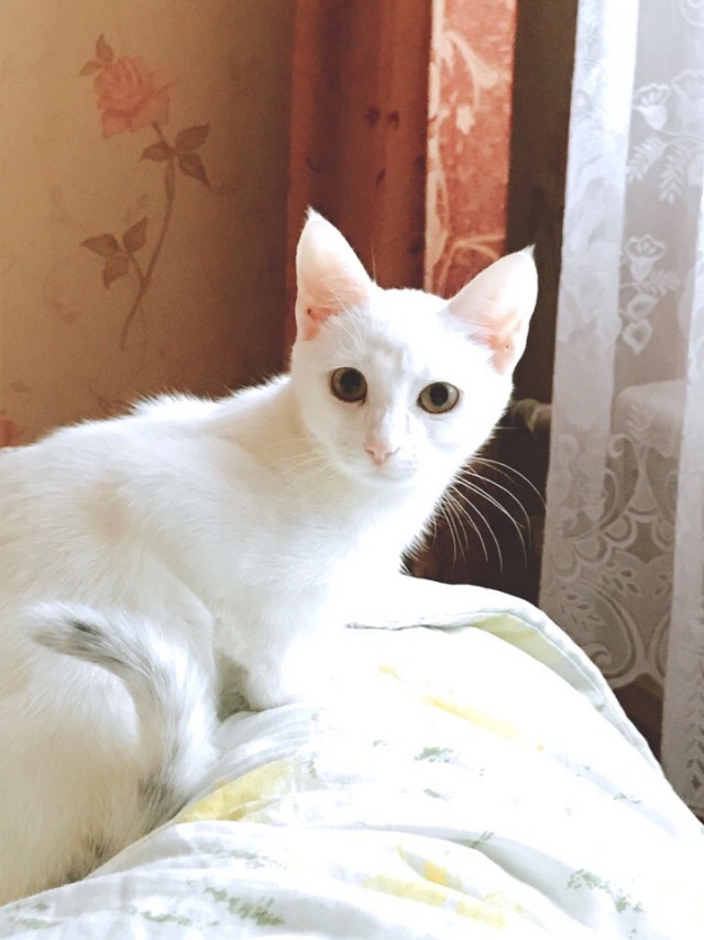 Забавные картинки с котами из сети