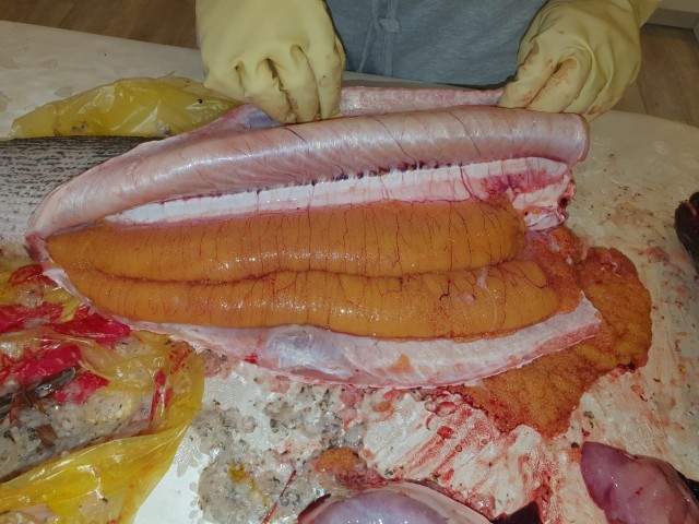 Жаренный берш с медово-огуречным соусом.