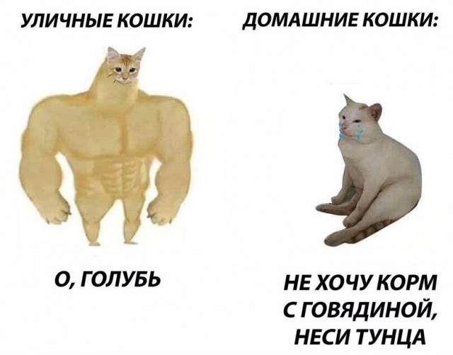 Смешные коты 25.08.20