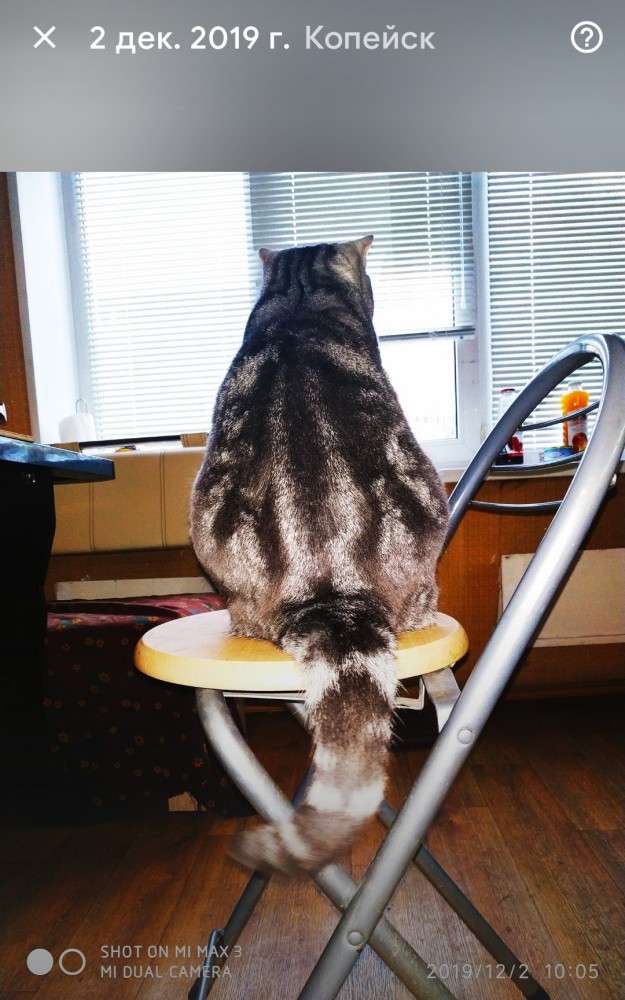 К - Котогеничность