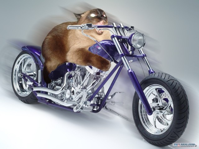 Фотожаба: Что с котэ?