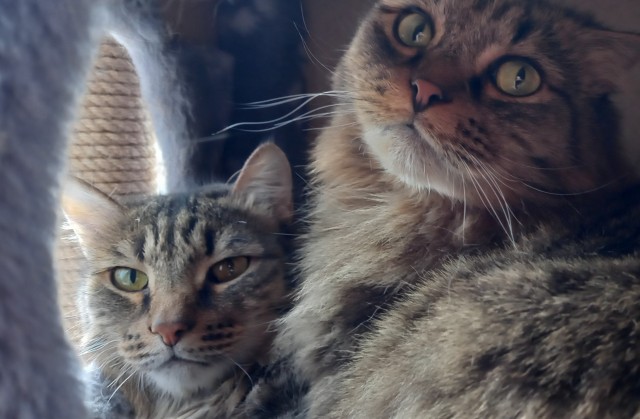 Даешь котовторник!