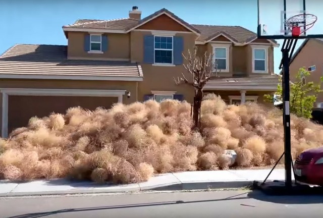 Осторожно: растения-агрессоры! Иноземные захватчики с других континентов