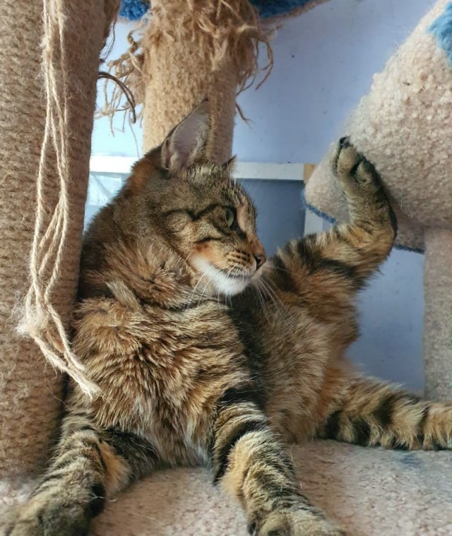 Котовторник