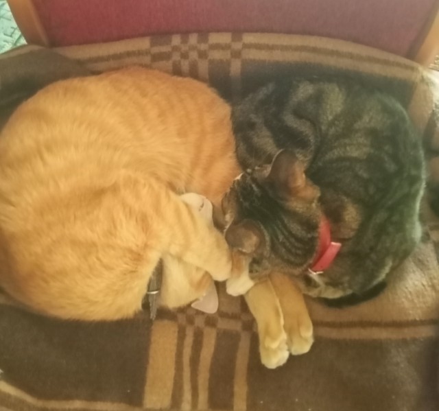 Солнце котовторника уже встало, Господа!