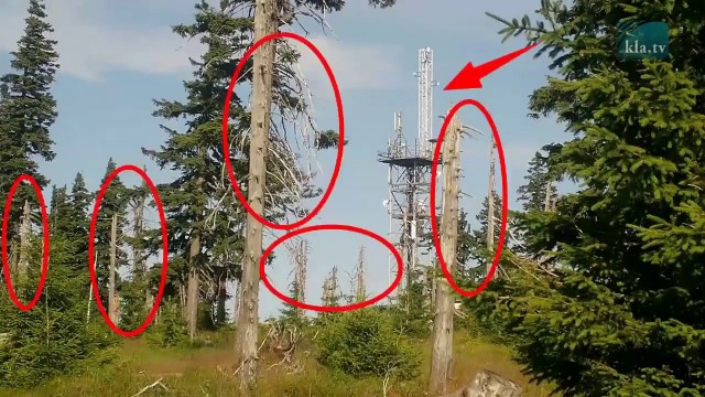 Пандемия. Коронавирус. Россия и мир. Часть 29