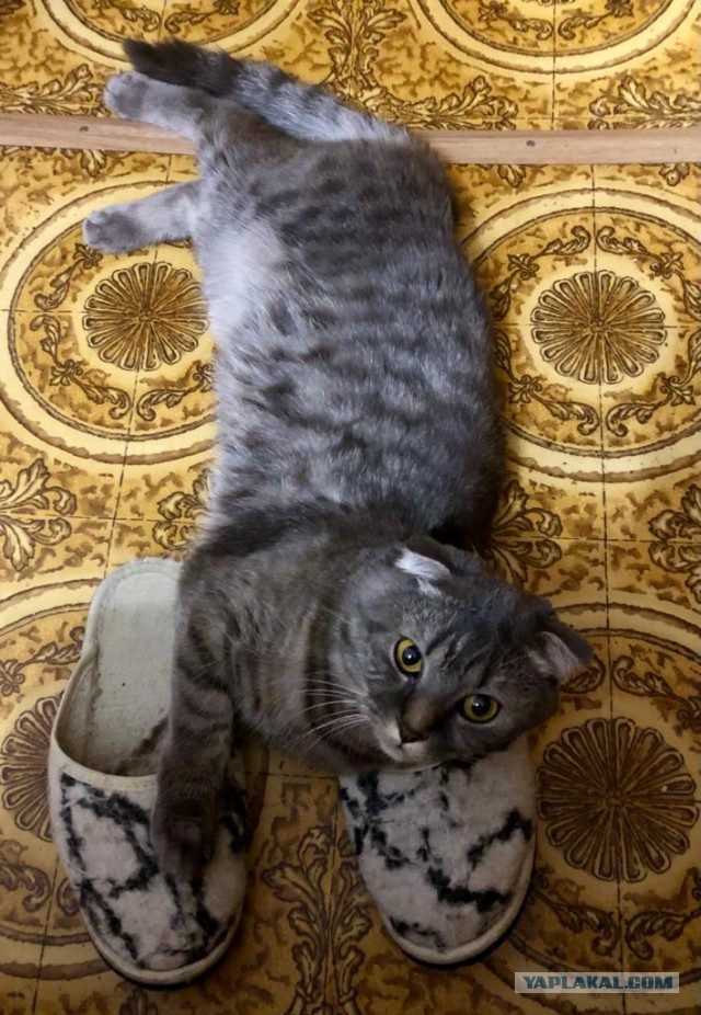Котовторнику посвящается