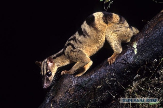 Они живут только 40 лет